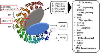 PP2A: A Promising Biomarker and Therapeutic Target in Endometrial Cancer